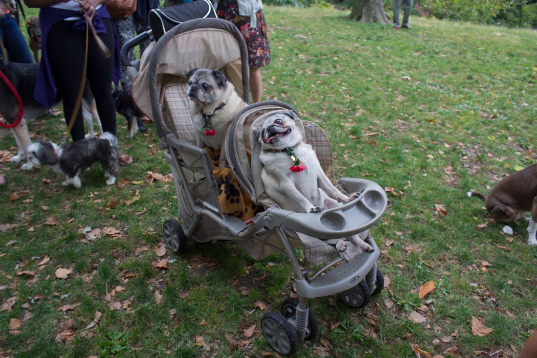 Awesome use of a double stroller<br/>